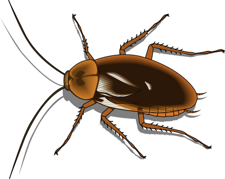 Roach PNG HD Isolated