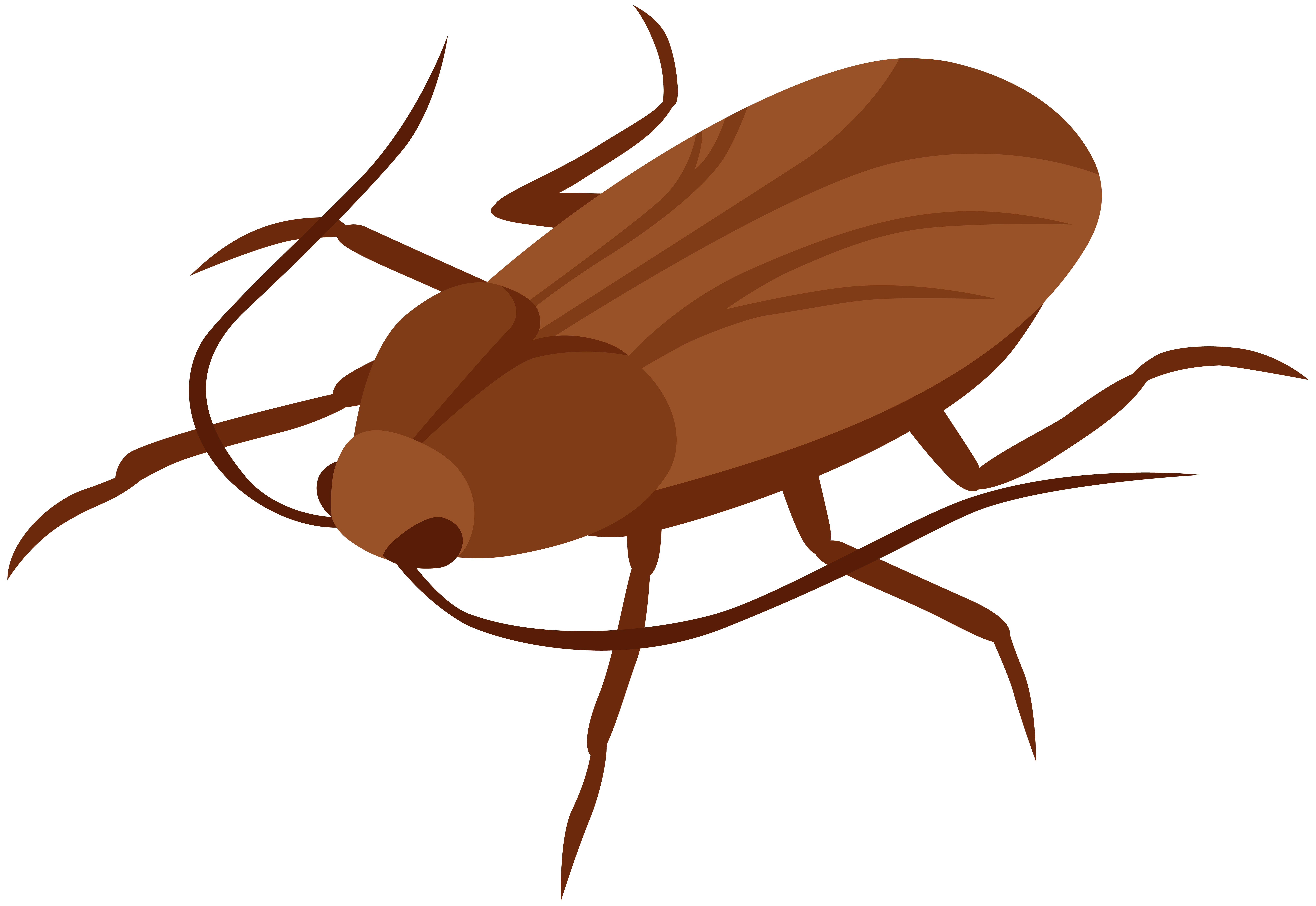 Roach PNG Isolated Image