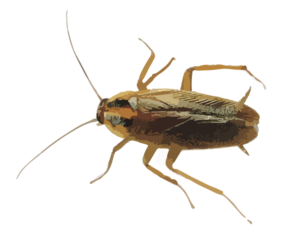 Roach PNG Isolated Transparent HD Photo