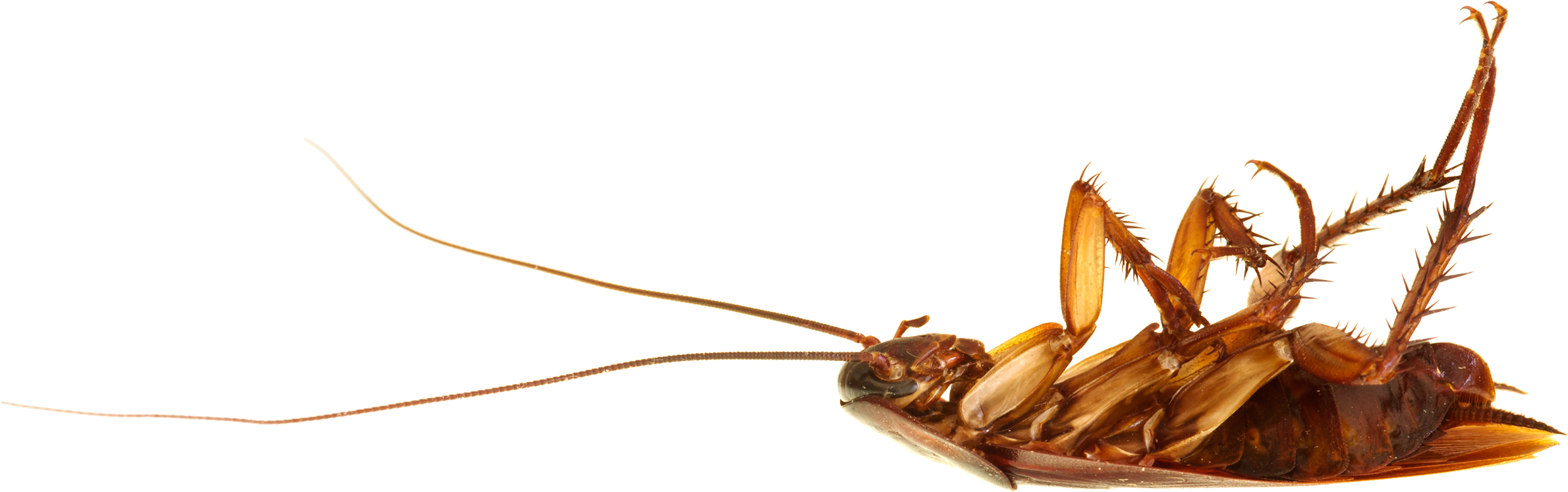 Roach PNG Transparent Image