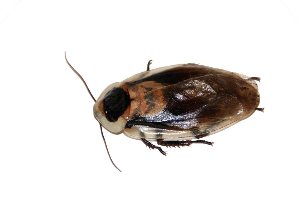 Roach PNG Transparent Picture