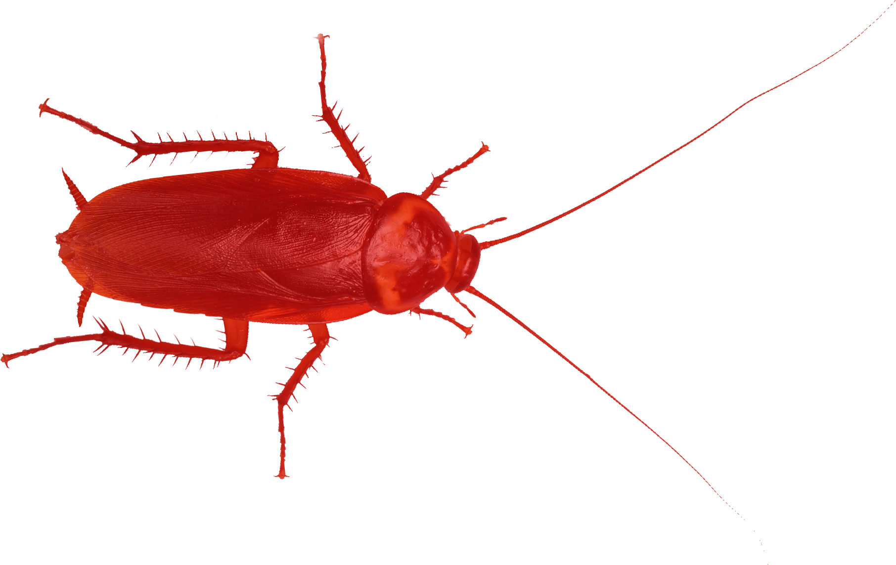 Roach Transparent Isolated Background