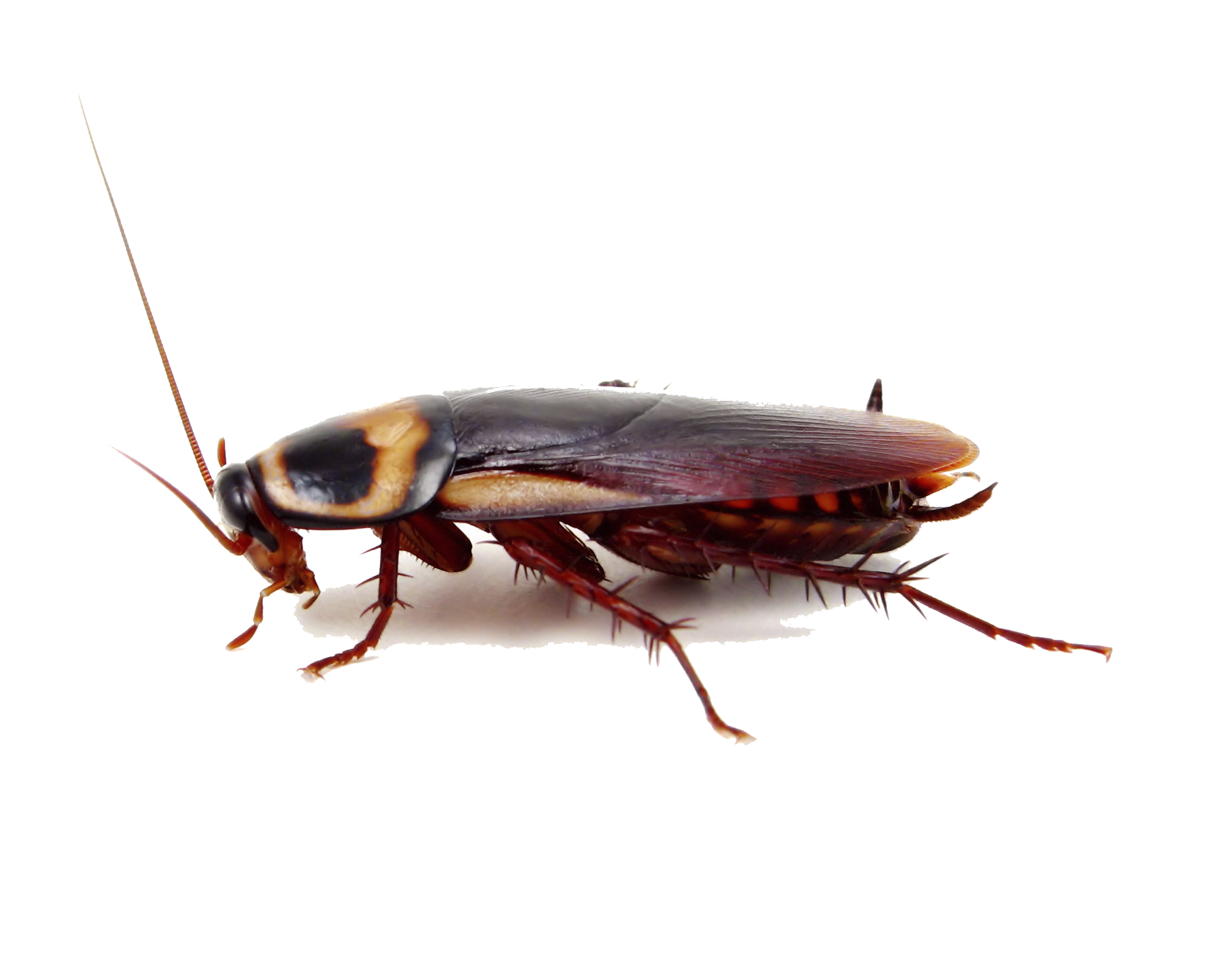 Roach Transparent Isolated Images PNG