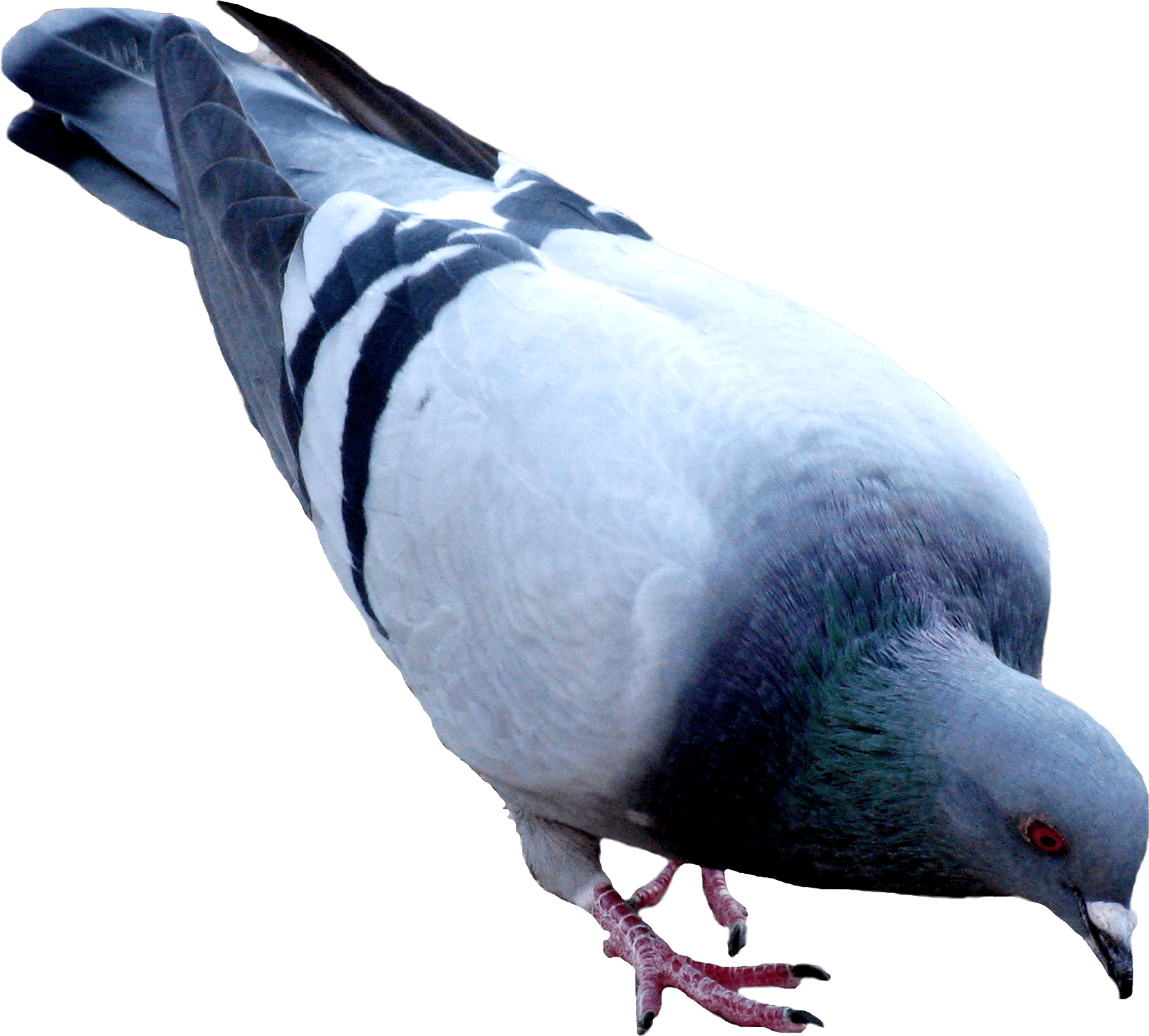 Rock Dove PNG File