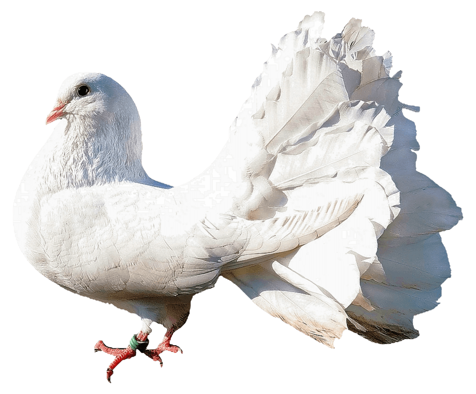 Rock Dove PNG HD Isolated