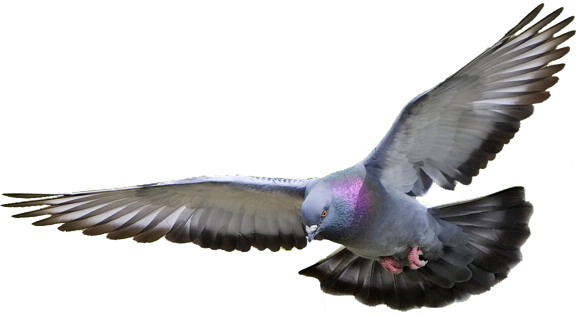 Rock Dove PNG Isolated File