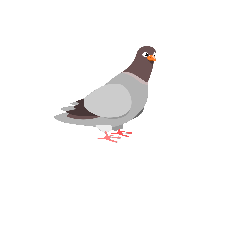 Rock Dove PNG Isolated HD