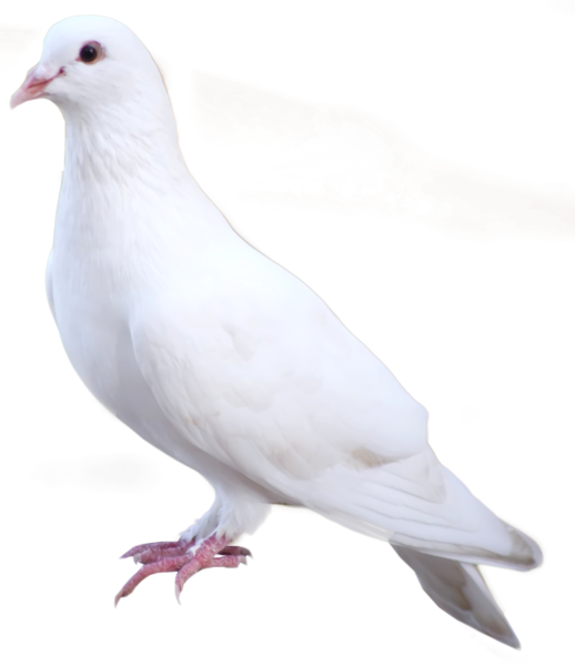 Rock Dove PNG Isolated Image