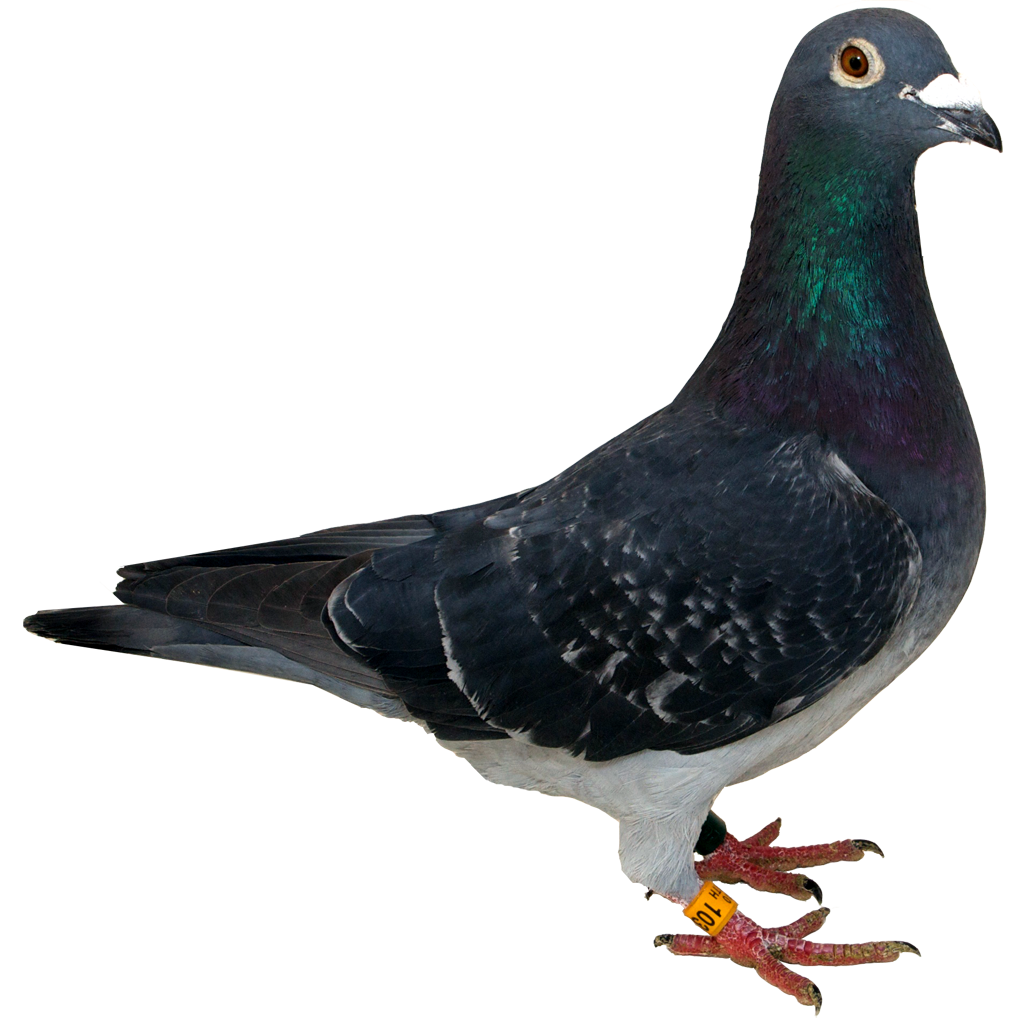 Rock Dove PNG Isolated Photo
