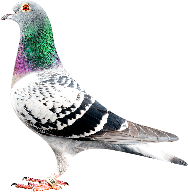 Rock Dove PNG Isolated Pic