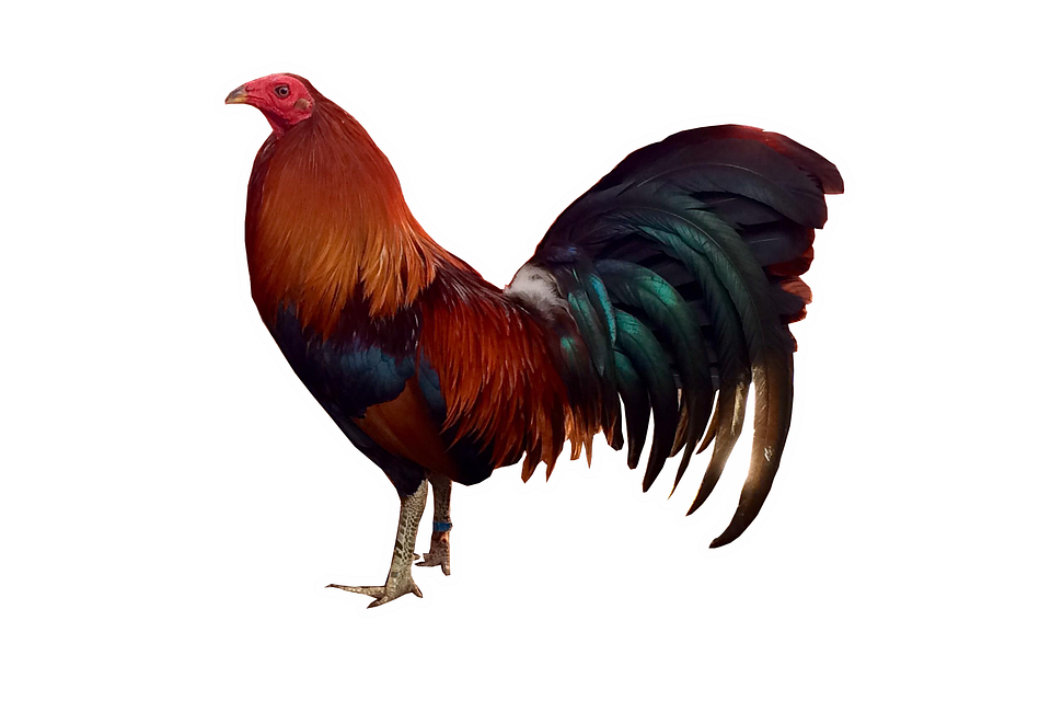 Rooster PNG File