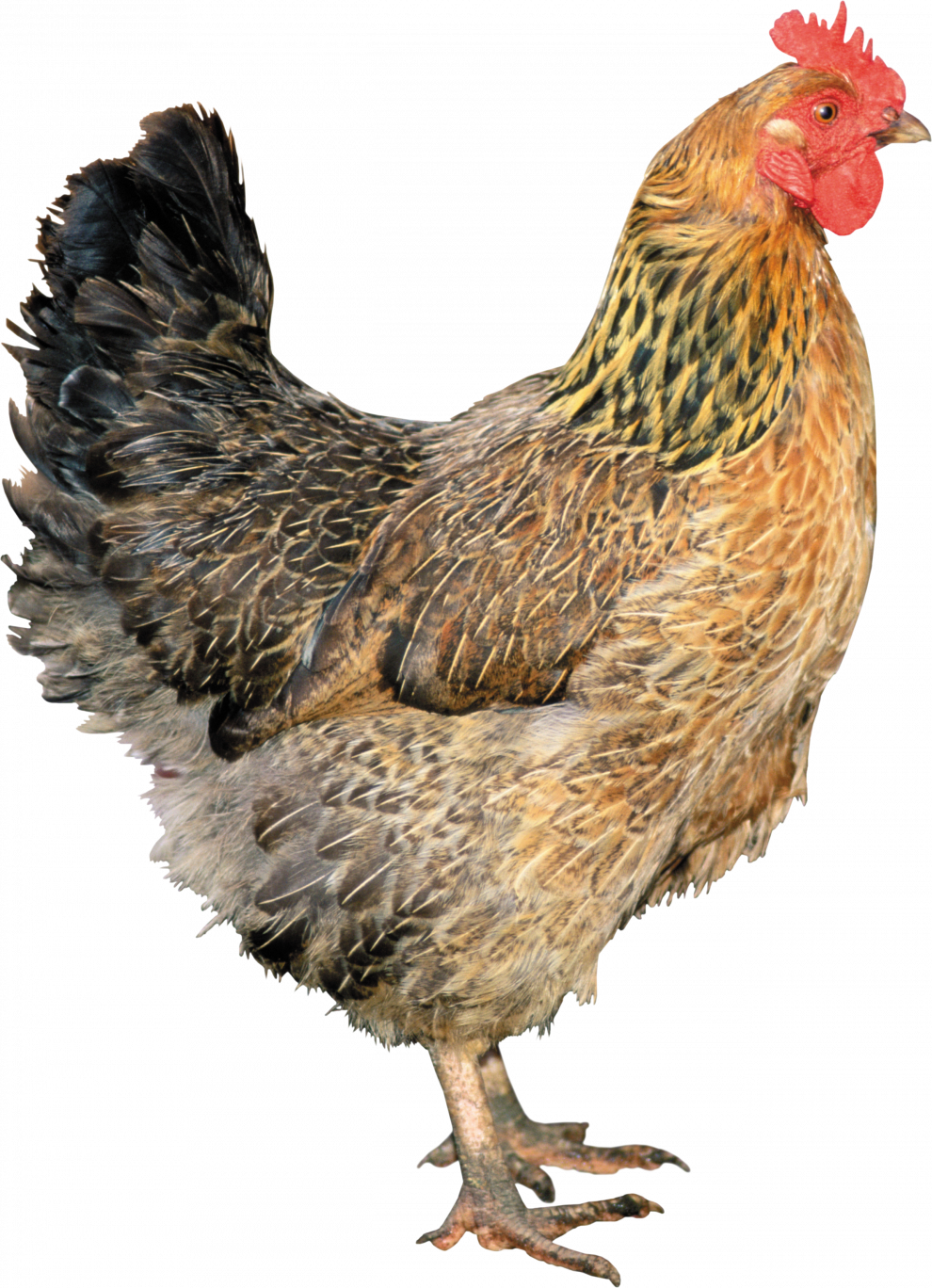 Rooster PNG HD