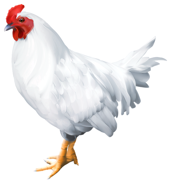 Rooster PNG Image