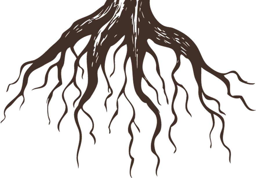Root PNG Free Download