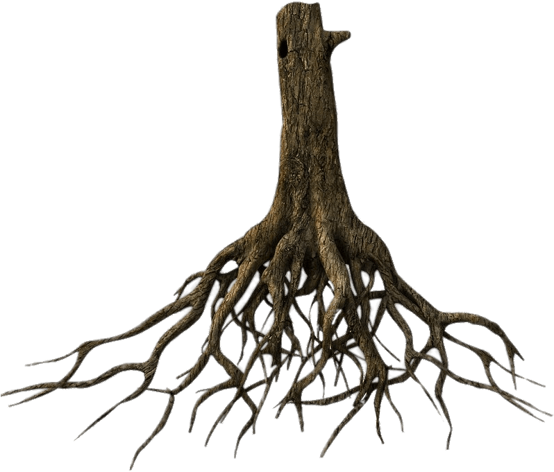 Root PNG HD Isolated