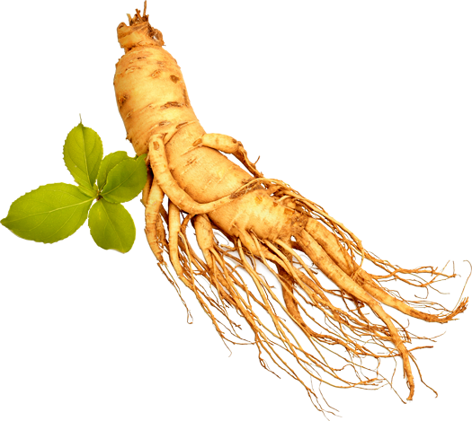 Root PNG Isolated HD