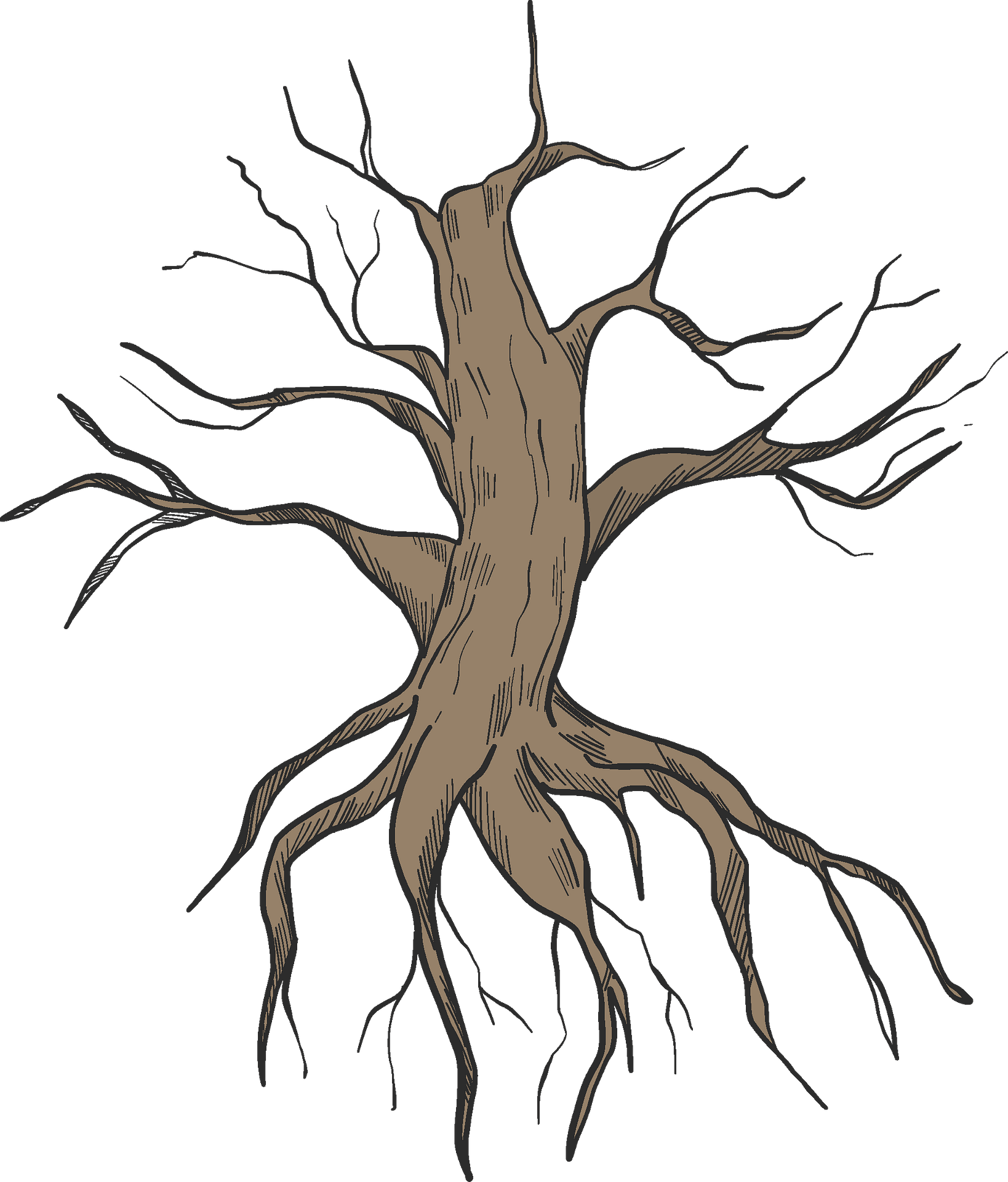 Root PNG Isolated Photo