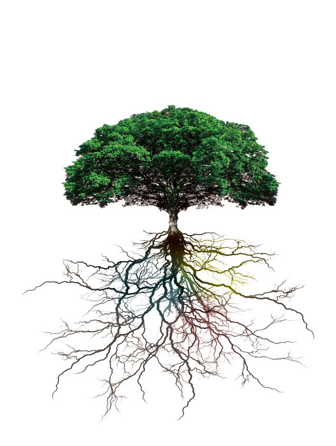 Root PNG Isolated Picture