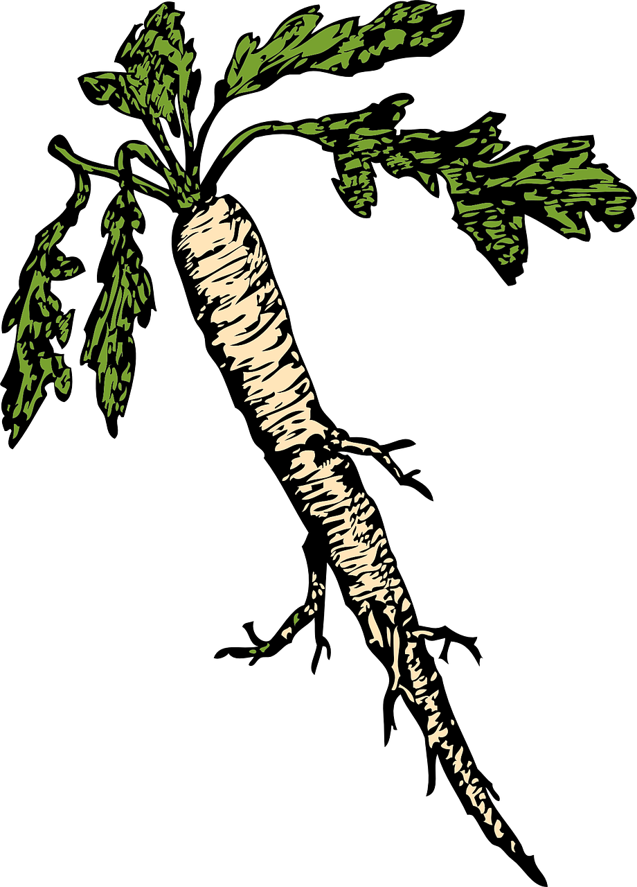 Root PNG Isolated Transparent HD Photo