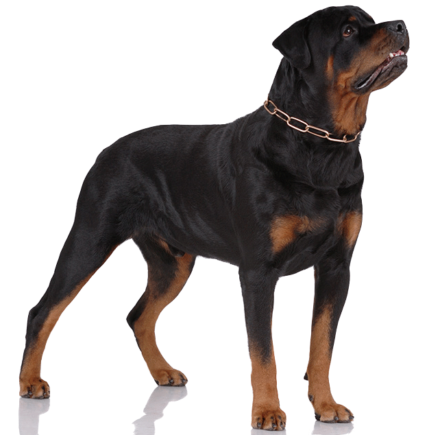 Rottweiler PNG Free Download
