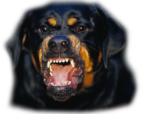 Rottweiler PNG Isolated File