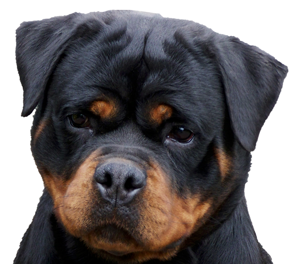 Rottweiler PNG Isolated Photo