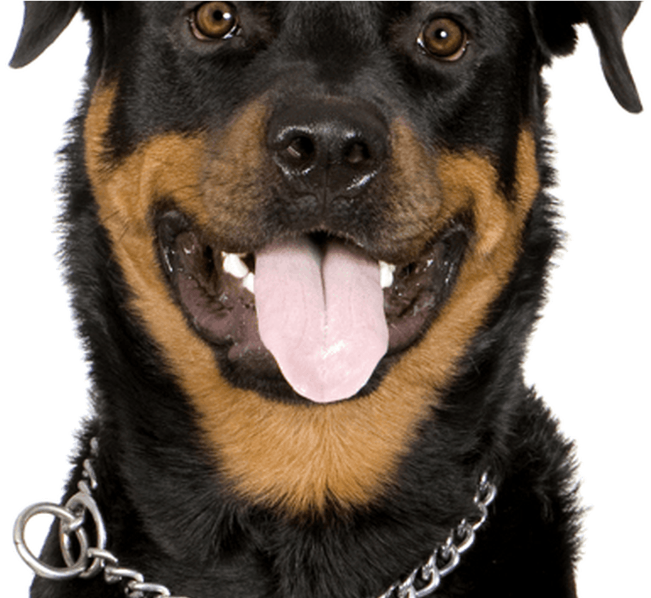 Rottweiler PNG Isolated Pic