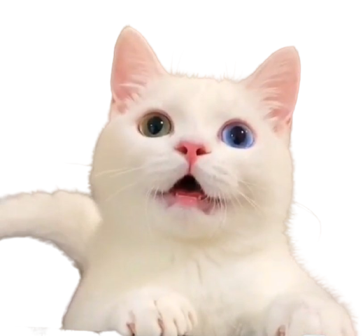 Sad Cat Meme PNG Isolated File