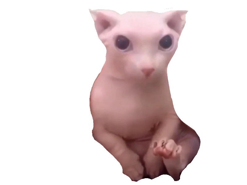 Sad Cat Meme PNG Isolated Photos