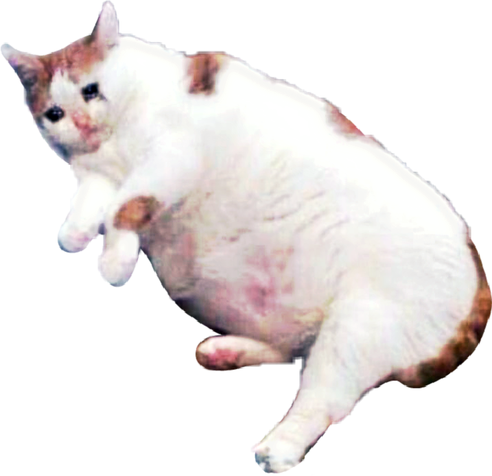 Sad Cat Meme PNG Transparent