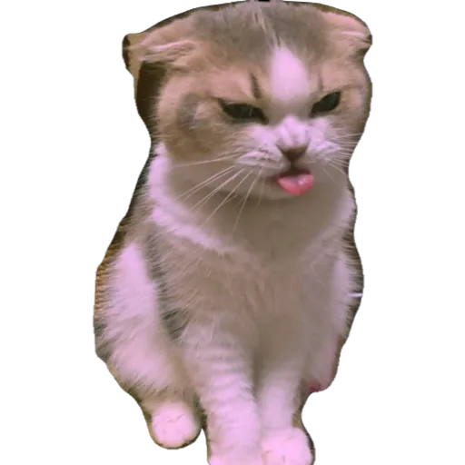 Sad Cat Memes PNG Transparent