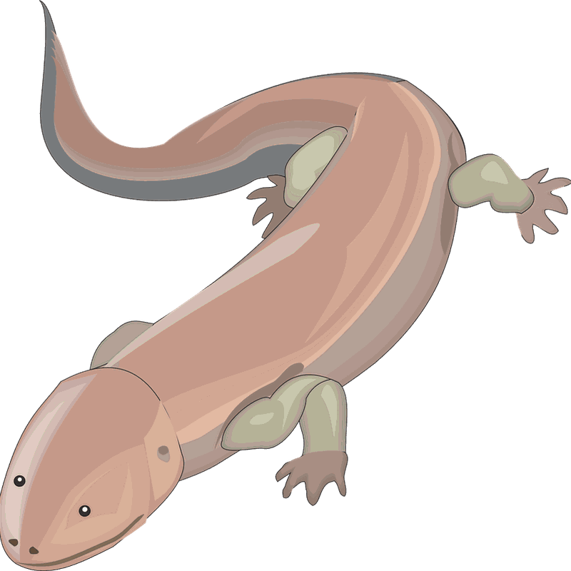 Salamanders PNG Clipart