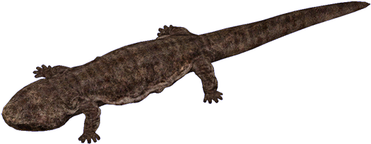 Salamanders PNG File