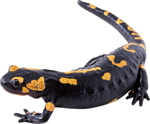 Salamanders PNG HD Isolated