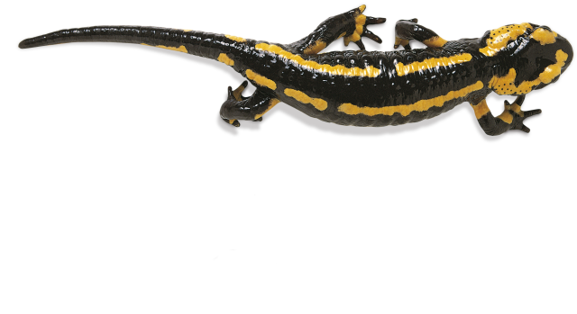 Salamanders PNG Image
