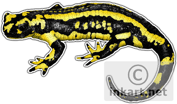 Salamanders PNG Isolated Photo