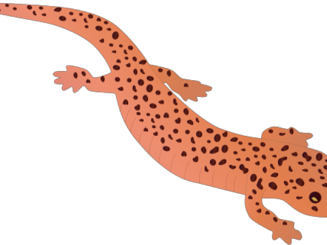 Salamanders PNG Pic
