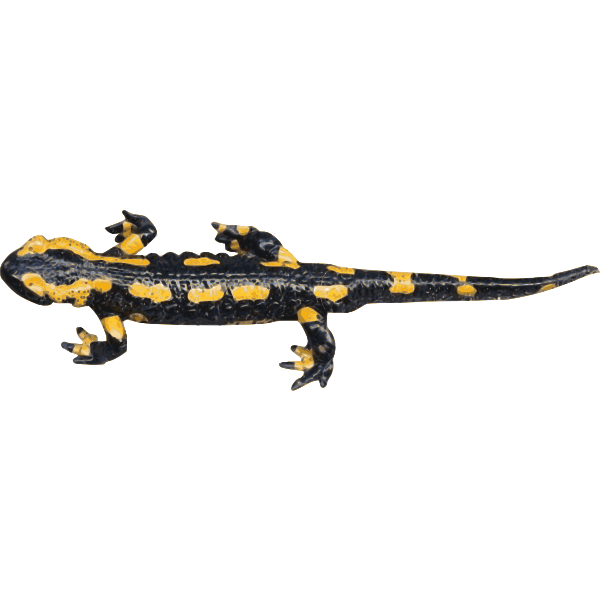 Salamanders PNG Transparent