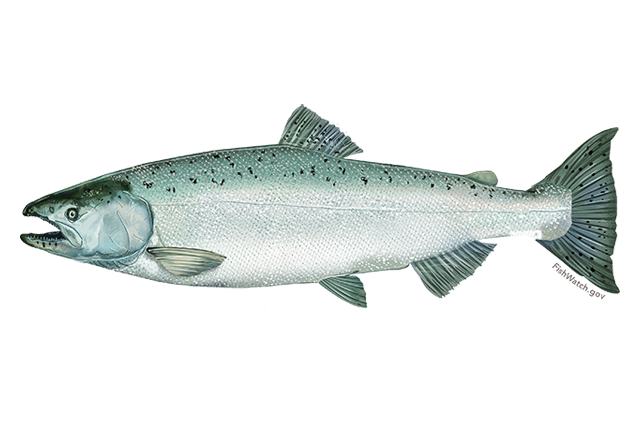 Salmon Fish PNG Clipart