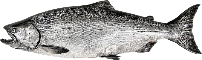 Salmon Fish PNG Free Download