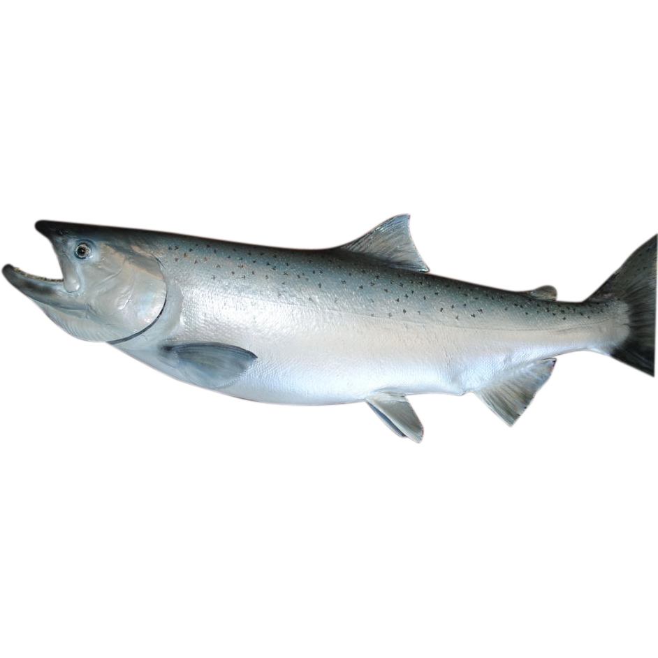 Salmon Fish PNG HD