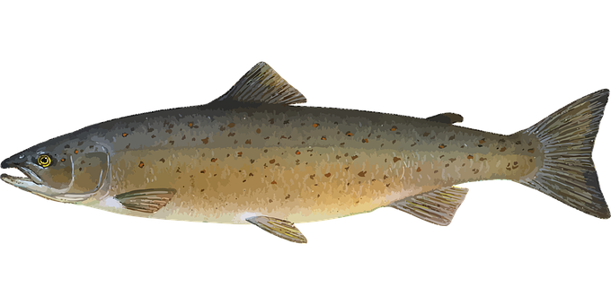 Salmon Fish PNG Image