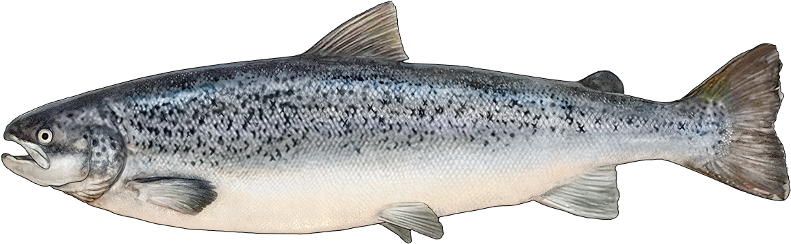 Salmon Fish PNG Isolated Image