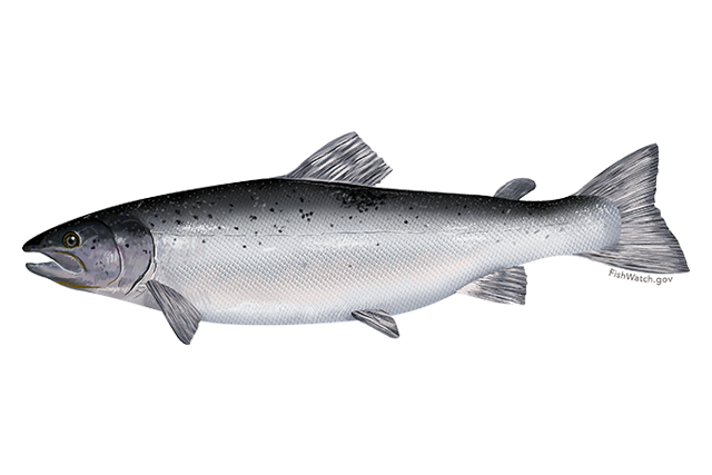 Salmon Fish PNG Picture