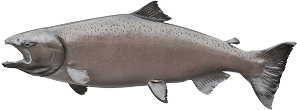 Salmon Fish PNG Transparent