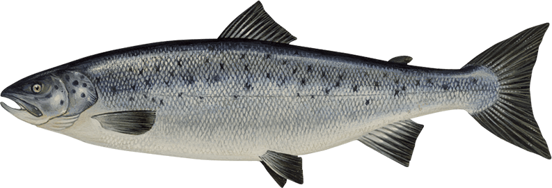 Salmon Fish Transparent PNG