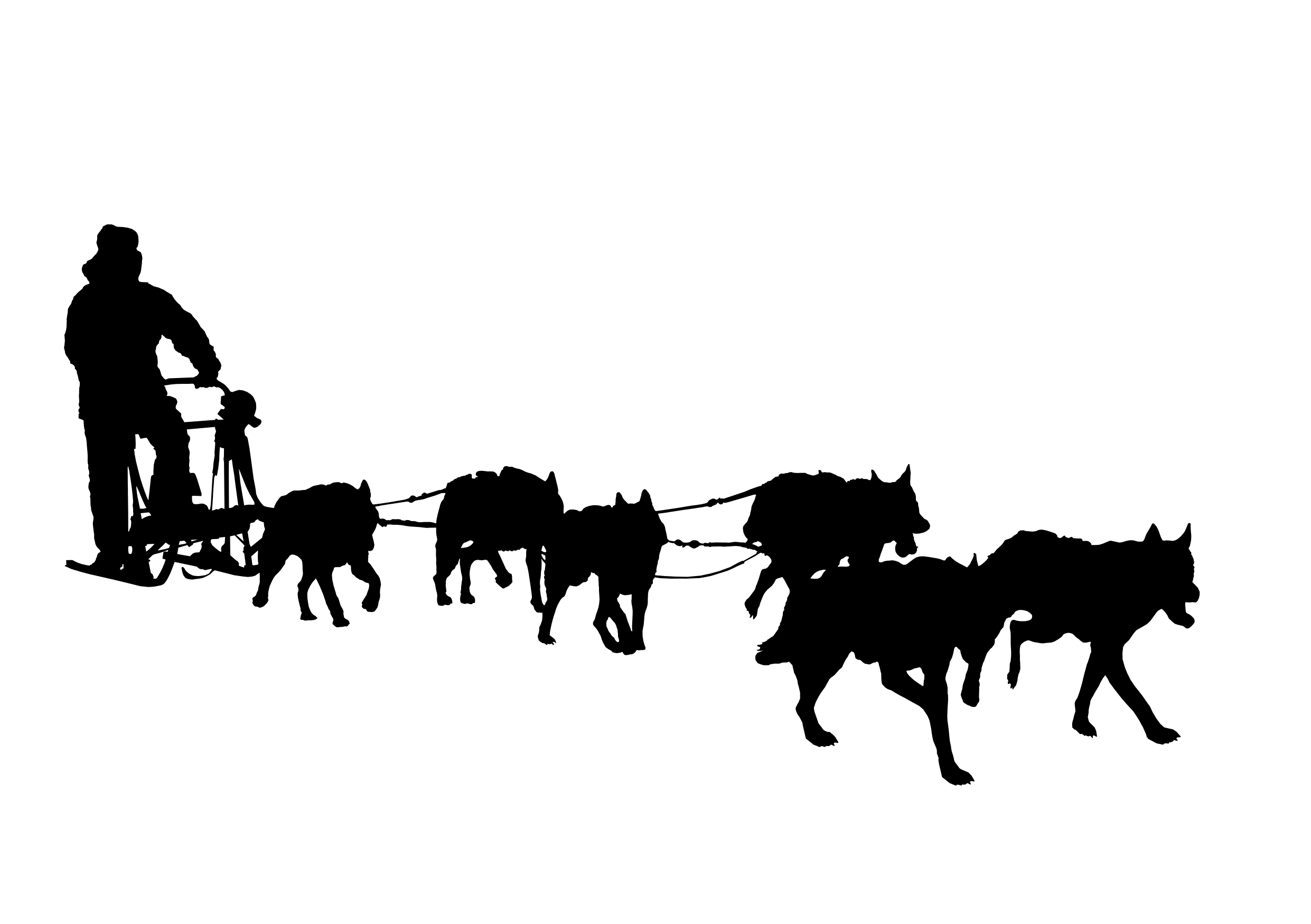 Samoyed Dog Background Isolated PNG