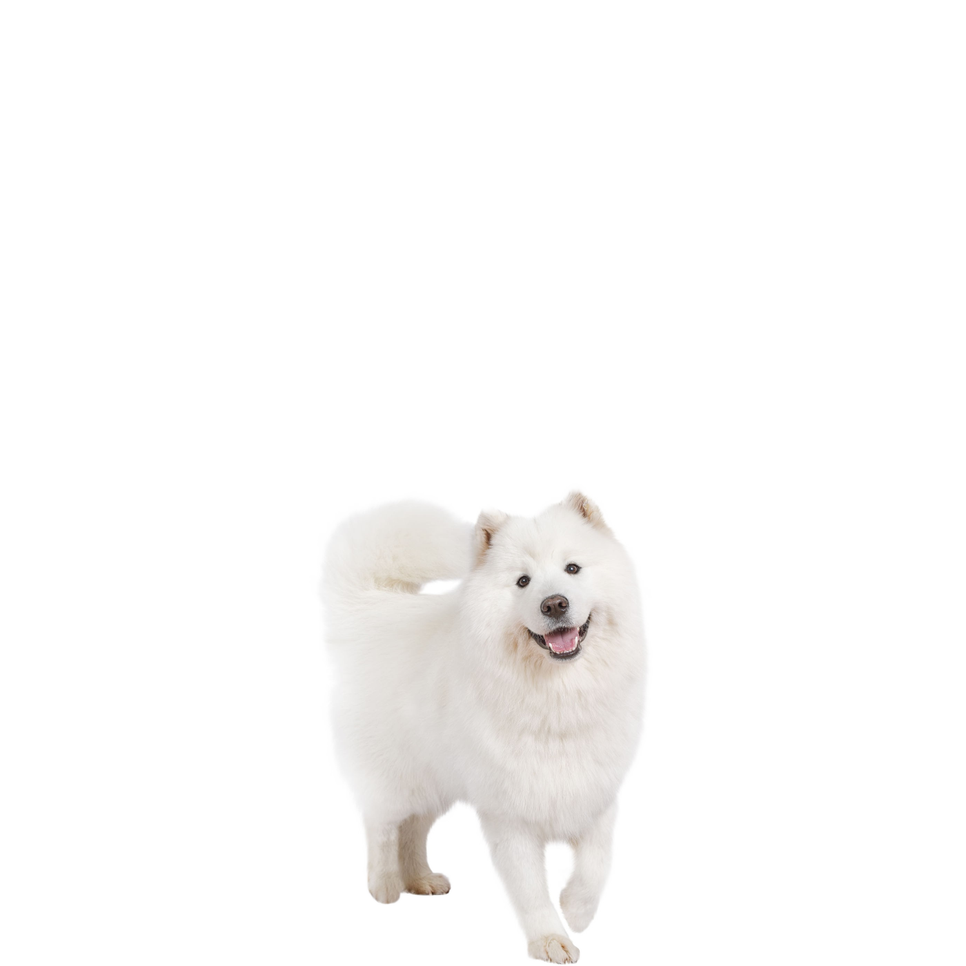 Samoyed Dog Download PNG Image
