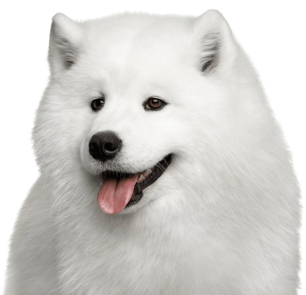 Samoyed Dog PNG Free Download