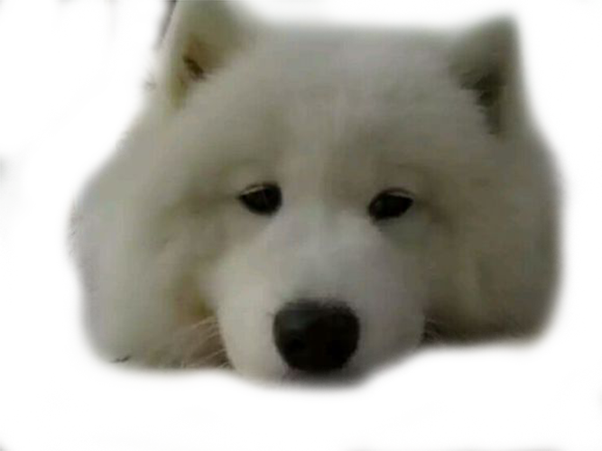 Samoyed Dog PNG HD